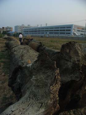 漳州九龙江中挖出数棵千年古树