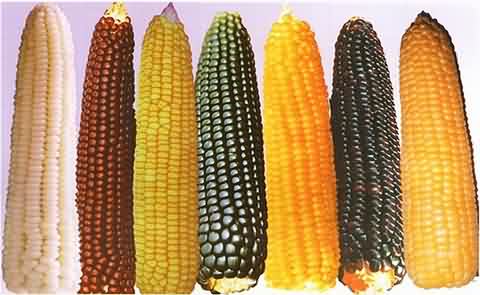 营养价值最高的植物 玉米(图)-搜狐吃喝频道