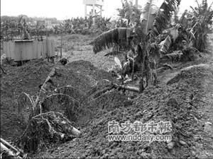 广州三千立方恶臭污泥 运入东莞偷排到蕉林中