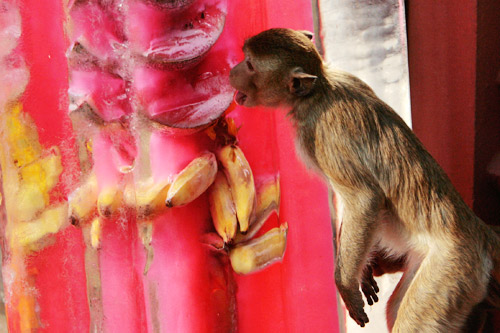泰国上千只猴子享受盛宴(组图)