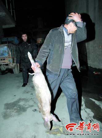 西安取缔4年黑屠宰场查出500公斤病死猪肉