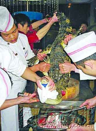 17日，新乡一家饭店为招揽生意，在店内公开表演宰杀鳄鱼。东方今报记者 王亚南 摄
