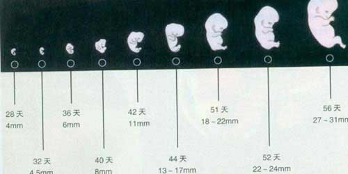 新生命诞生完整过程(图)