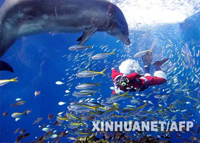 12月23日，在日本横滨的一个海洋馆，一位“圣诞老人”潜入水中，为各种鱼类和海豚喂食。