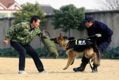 警犬要经过严格训练才能"上岗"