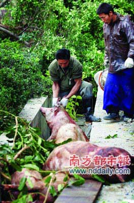 路边排水沟还躺着几头撞击中死亡的猪。本报记者陈伟斌摄
