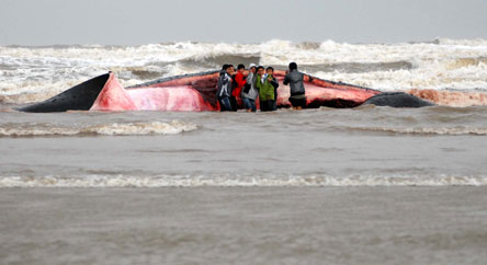 16日，附近村民哄抢完鲸鱼肉后，几位市民在合影留念。