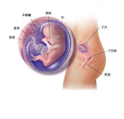 孕12周胎儿成长历程(图)