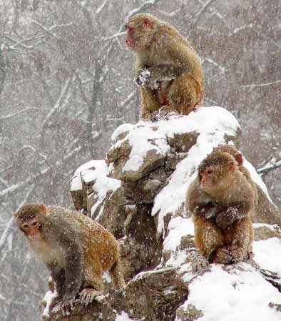 组图:中国中东部地区大范围降雪