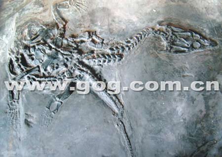 贵州现长角龙化石 收藏者欲转让给国家(图)