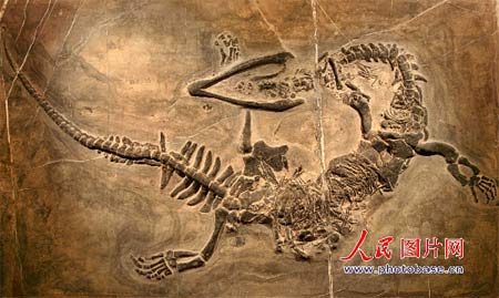 贵州安顺再现长角龙化石 与中国龙相似(图)