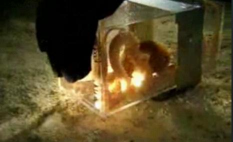 动物界中逃生快手章鱼强身最上演术(猴子)组图大师豆丁的id图片