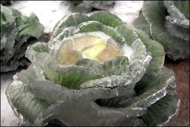 受持续的低温冰冻天气影响,目前,江西省农作物受灾面积已达800多万亩.