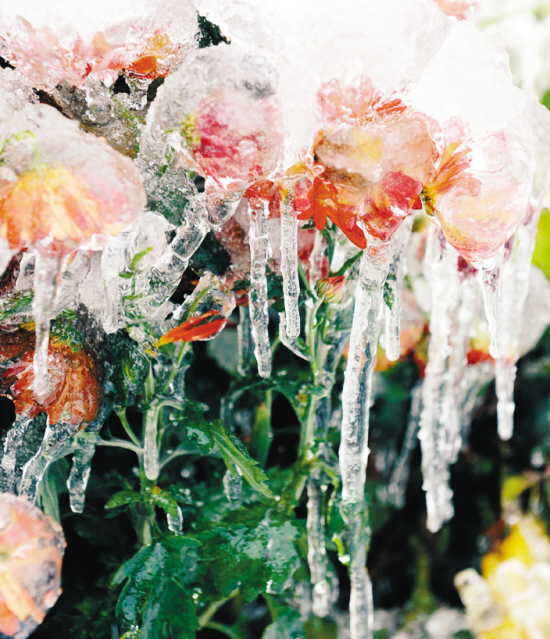 冰冻的鲜花(图)