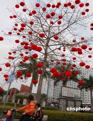 广西南宁大红灯笼高高挂喜迎新春(图)