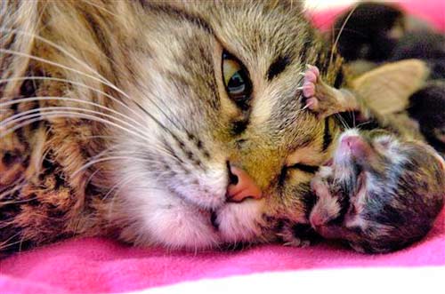 美国一只猫咪诞下罕见双面猫(组图)