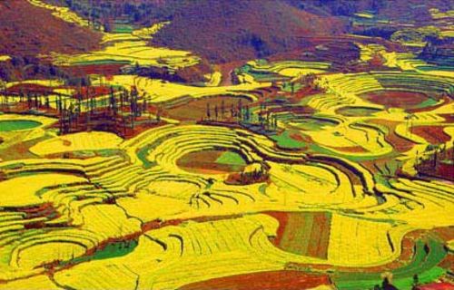 与美丽对垒 贵州油菜花花海季节
