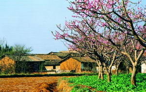 丽江桃花村 躲在三江并流的"桃花源"