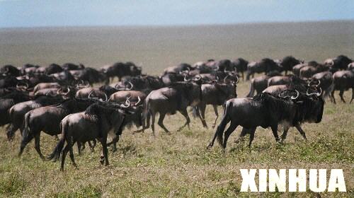 这是2004年4月26日，大批角马在坦桑尼亚塞伦盖蒂国家公园向北迁徙。坦桑尼亚野生动物资源丰富，三分之一的国土为国家公园、动物和森林保护区。 新华社发