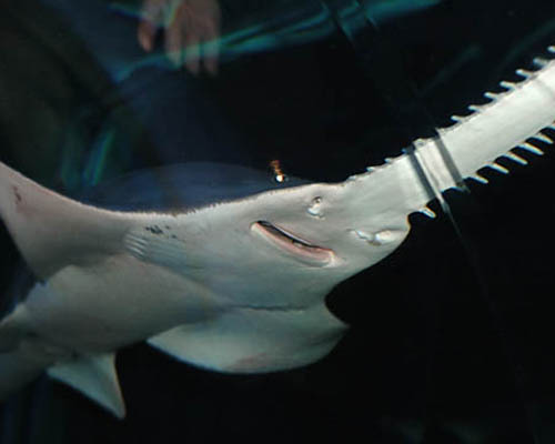 馆内饲养全是鲨鱼,魔鬼鱼,及由海洋公园方面自行成功繁殖的稀有品种