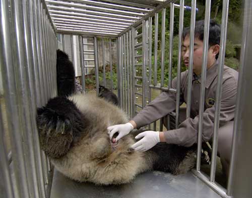 2005年，对大熊猫壮壮在非麻醉状态下人工采精的培训取得成功。这在国内外均是首次取得成功，在大熊猫培训领域取得突破性进展。