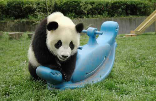 生活环境多样化提高圈养大熊猫活力(组图)