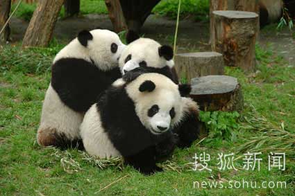 熊猫宝宝成长记录 风雨路上有你陪伴(组图)