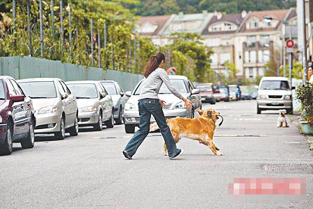 吴家的黄金猎犬挣脱狗炼跑到马路上，吴佩慈跑去抓，对向有来车，很危险