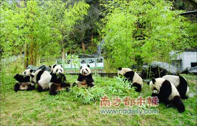 8只幸运而可爱的大熊猫集体在草地上亮相。中国保护大熊猫研究中心衡毅供图