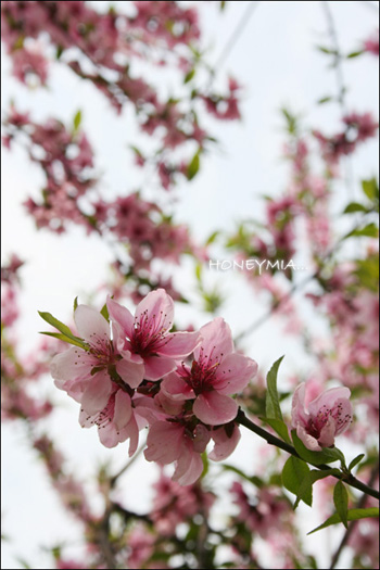 清明.美酒.桃花粥(组图)-搜狐吃喝频道