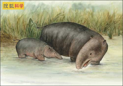 大象祖先曾经生活在水中:生活方式类似河马(图