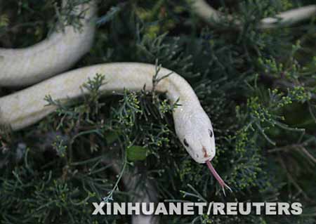 4月15日,在日本西南部岩郡的一个观蛇点,一条白蛇在草丛中吐信子.