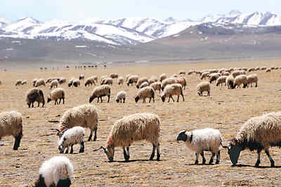 西藏畜牧业发展迅速(图)