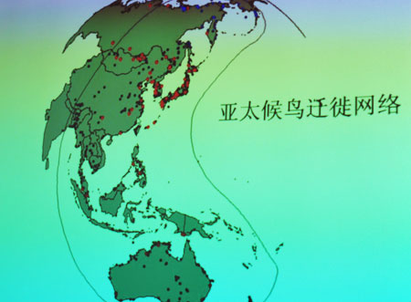 雷光春 展示亚太候鸟迁徙网络