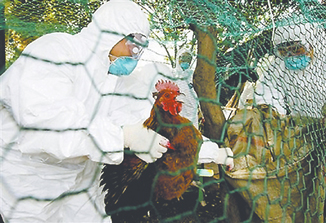 韩国宰杀家禽防止禽流感扩散(图)