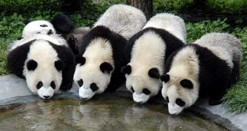 地震前的汶川美景回顾:卧龙熊猫基地