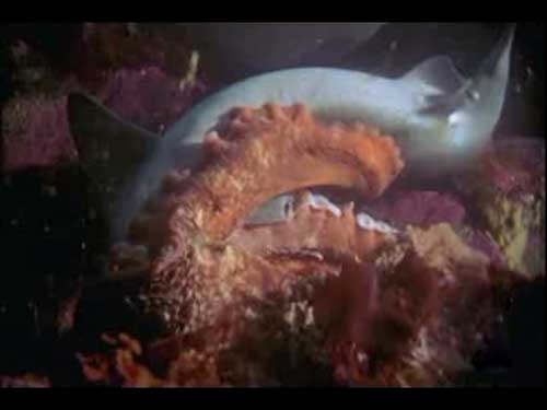 罕见巨型章鱼伏击鲨鱼 海底霸王被活活吞噬(图)
