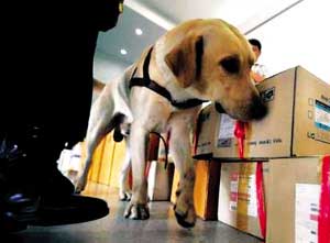 日本机场嗅探犬安检失灵 乘客获赠毒品(图)