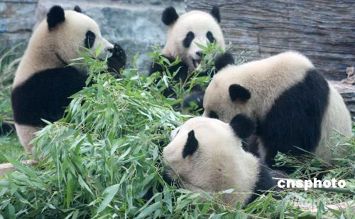 图文:北京动物园熊猫新馆正式开放