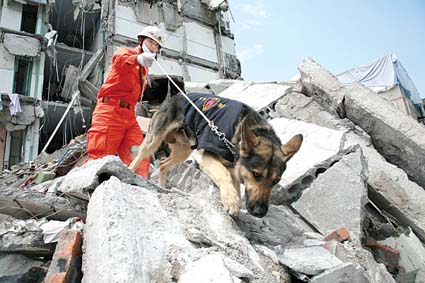 在汶川大地震的废墟上 67条消防搜救犬成为抗