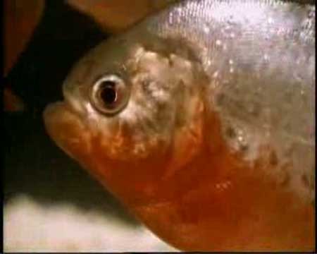 世界上最凶猛的淡水鱼--水虎鱼 生吃蛇和水鸟