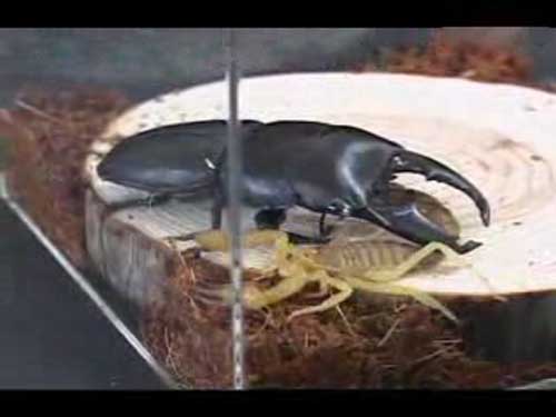 黄尾毒蝎挑战巨型独角仙 反被甲虫拦腰斩断(图)