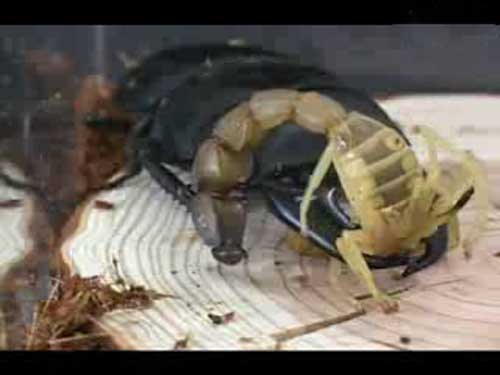 黄尾毒蝎挑战巨型独角仙 反被甲虫拦腰斩断(图)