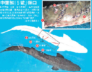 死亡中华鲟伤口最长16厘米 疑凶海狼被迁