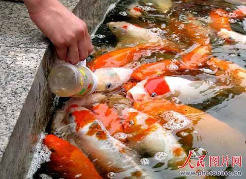 孩子们在济南街头一处喷泉泉池内用奶瓶喂鱼。