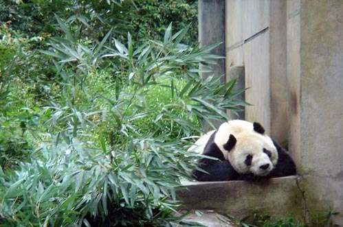 灾后熊猫的新家 雅安碧峰峡参观攻略