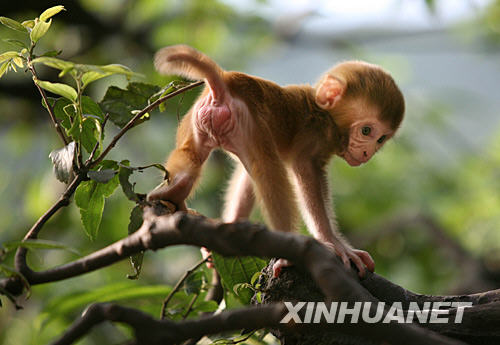 贵阳野生猕猴添新丁 可爱猕猴宝宝荡秋千(组图)