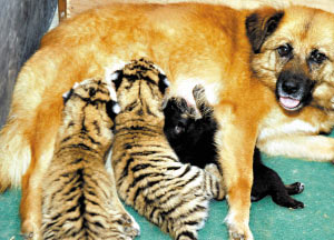 正在哺乳的母狗做小老虎的“狗奶妈”。
