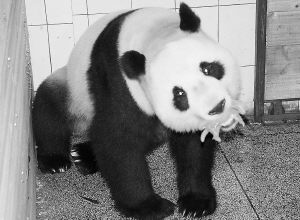 图片:帼帼嘴中含着刚出生的熊猫宝宝
