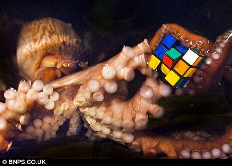 科学家让章鱼玩魔方 观其是否也有惯用手(图)